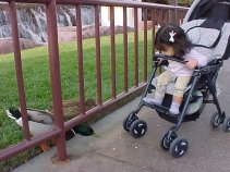 click for larger image