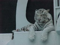 click for larger image